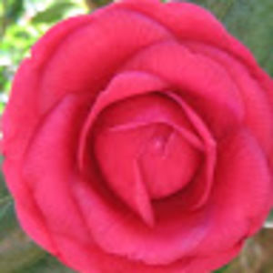 Meet your Posher, Rose